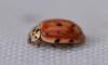 Harmonia quadripunctata